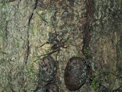 Image of Svistella bifasciata (Shiraki 1911)