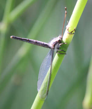 Sivun Ascaloptynx appendiculata (Fabricius 1793) kuva