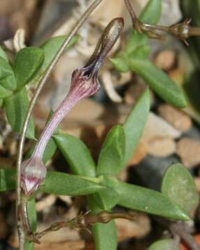 Image de Ceropegia africana R. Br.