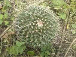 Image of Mammillaria uncinata Zucc. ex Pfeiff.