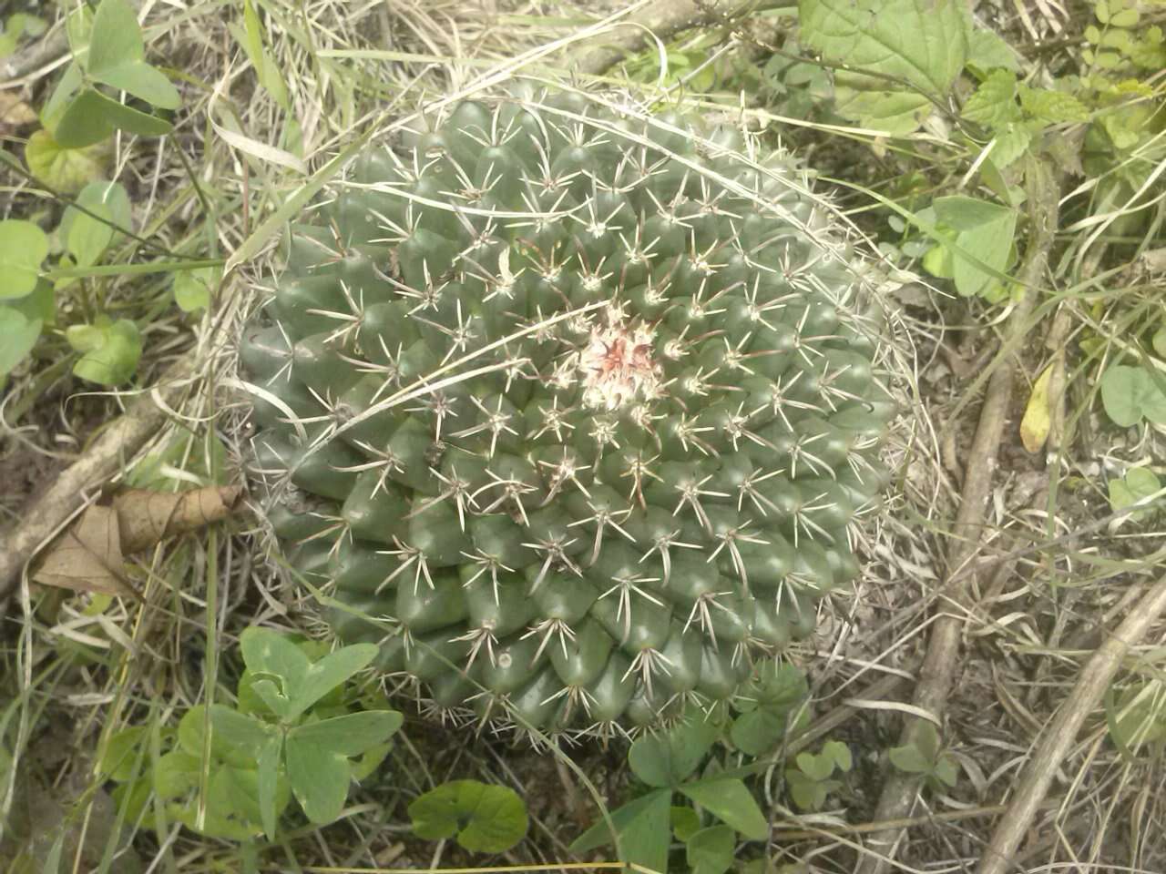 Image of Mammillaria uncinata Zucc. ex Pfeiff.