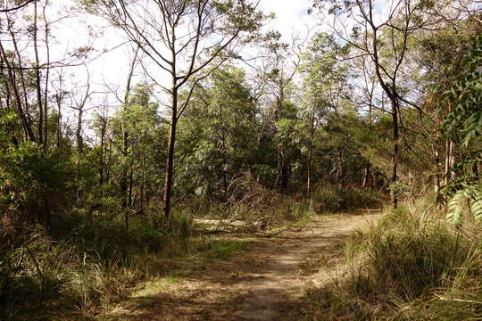 Image of cedar wattle