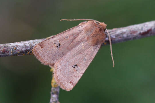 Image of red-headed chestnut