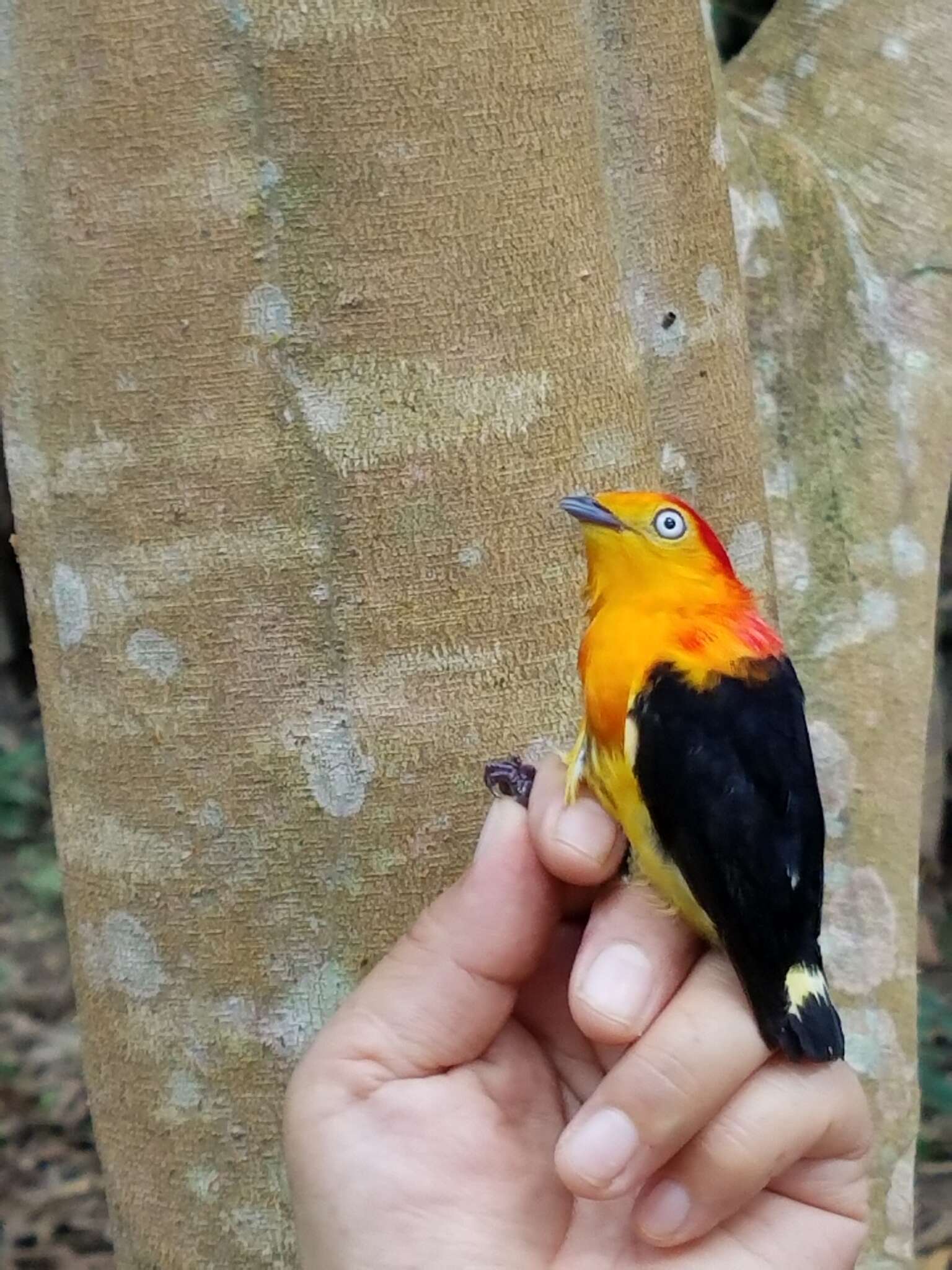 Image of Band-tailed Manakin