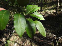 Image of Mischocarpus pyriformis (F. Müll.) Radlk.