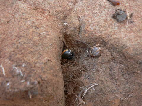 Latrodectus renivulvatus Dahl 1902的圖片