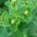 Image of Euphorbia valdevillosocarpa Arvat & Nyár.