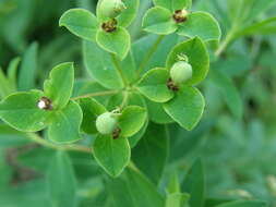 Image de Euphorbia valdevillosocarpa Arvat & Nyár.