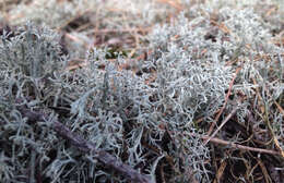 Image of reindeer lichen