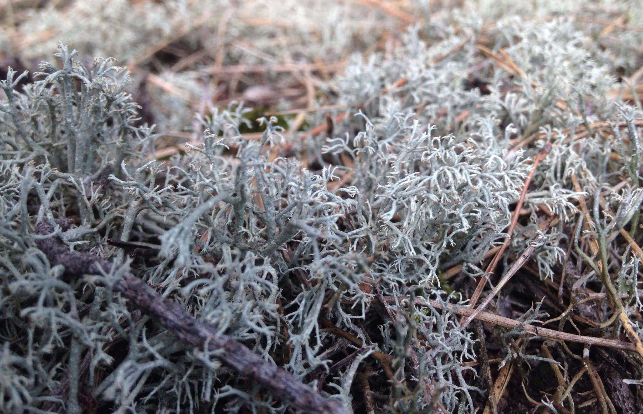 Cladonia arbuscula subsp. mitis (Sandst.) Ruoss resmi