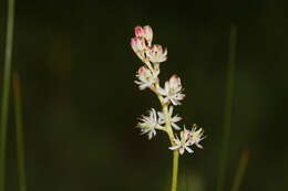 Image of sticky tofieldia