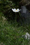 Imagem de Pulsatilla alpina subsp. austroalpina D. M. Moser