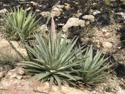 Agave palmeri Engelm. resmi