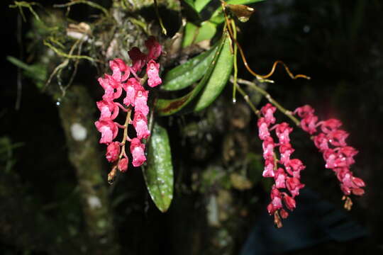 Image of Rodriguezia lanceolata Ruiz & Pav.