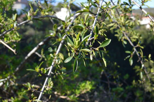 Слика од Rhamnus crenulata Ait.