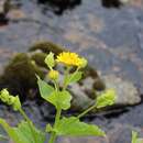 Image of Doronicum cataractarum Widd.