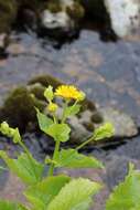 Image of Doronicum cataractarum Widd.