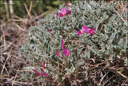 Onobrychis echidna Lipsky的圖片