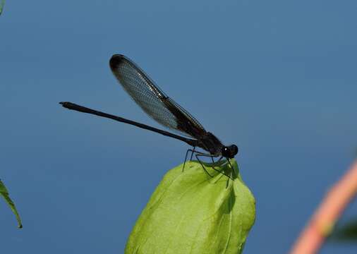 Image of Smoky Rubyspot