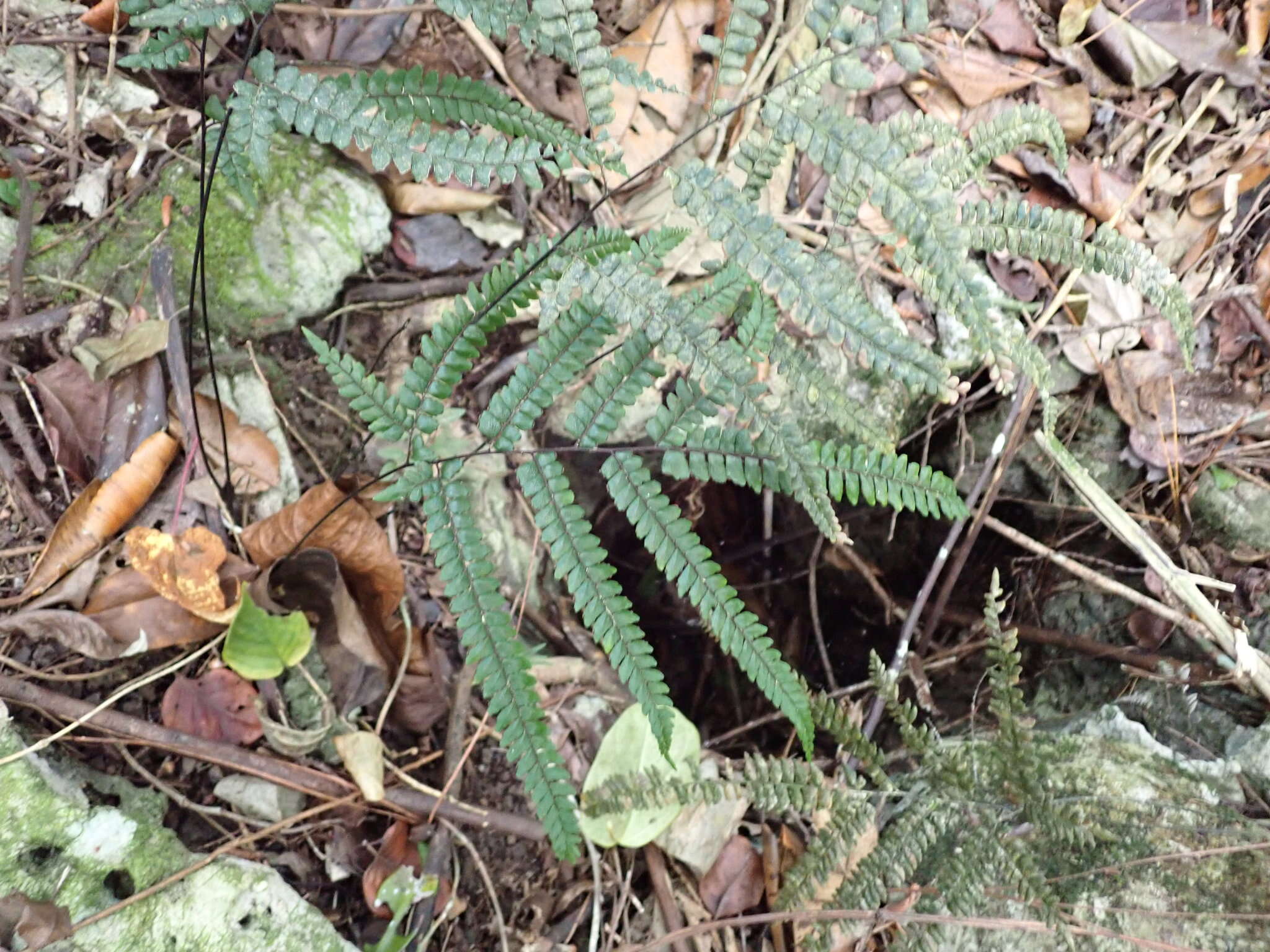 Imagem de Adiantum pyramidale (L.) Willd.