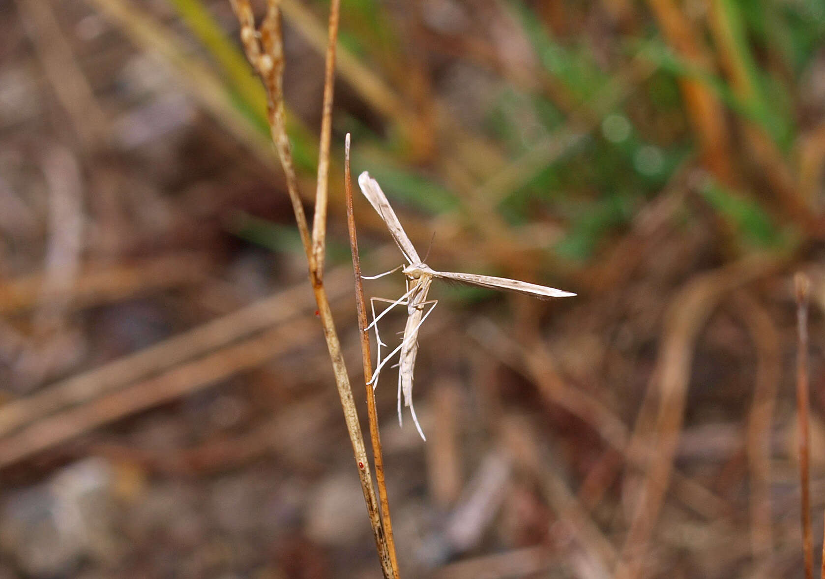 Image de Stenoptilia zophodactylus (Duponchel 1840)