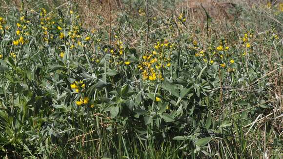 Image of California goldenbanner