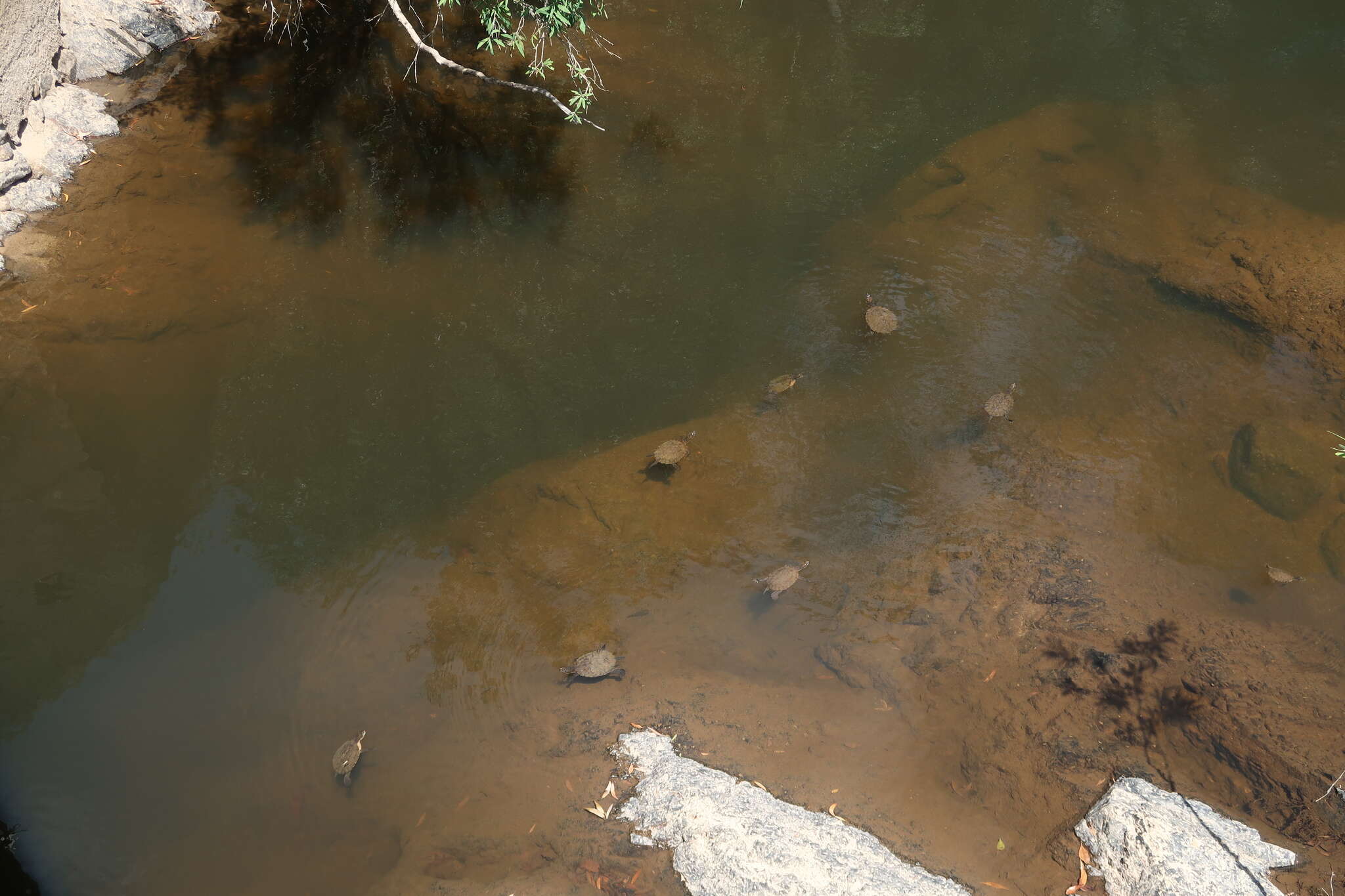 Image of Australian Saw Shelled Turtles