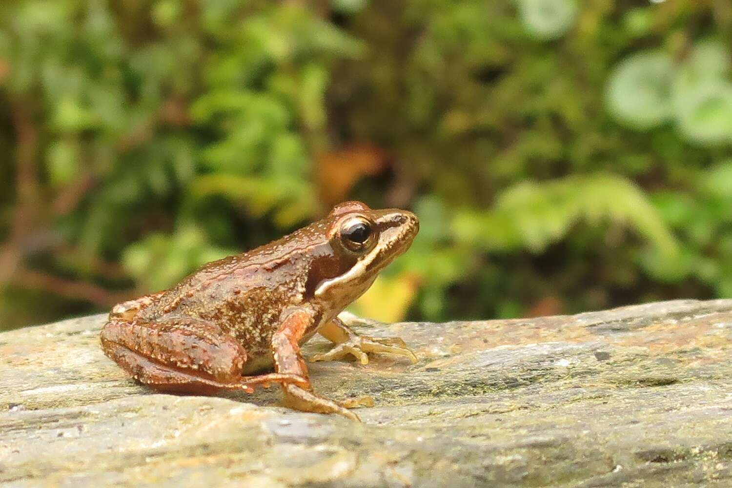 Image of Iberian Frog