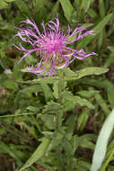 Centaurea nervosa Willd. resmi