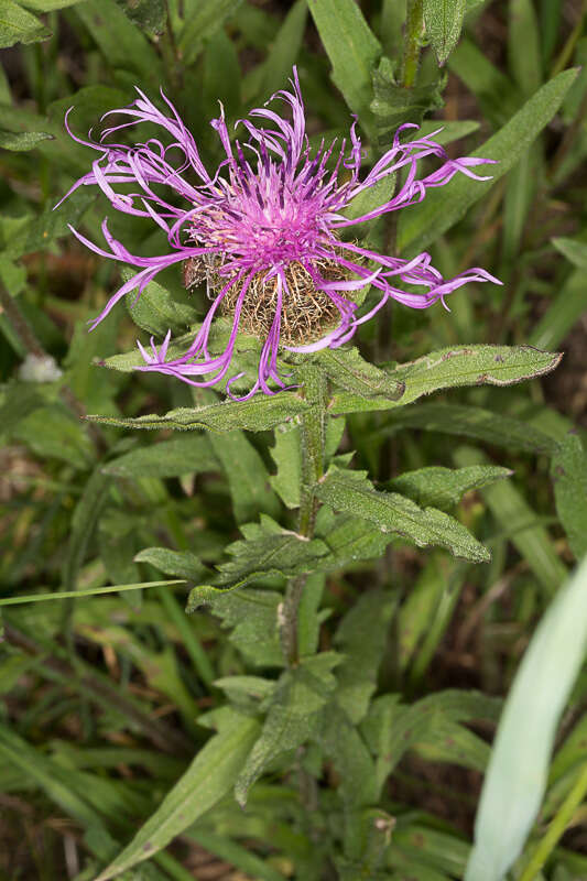 Centaurea nervosa Willd. resmi