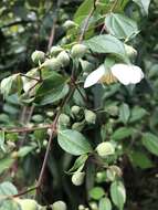 Image of Philadelphus mexicanus Schltdl.