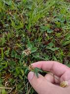 Image of longstalk clover