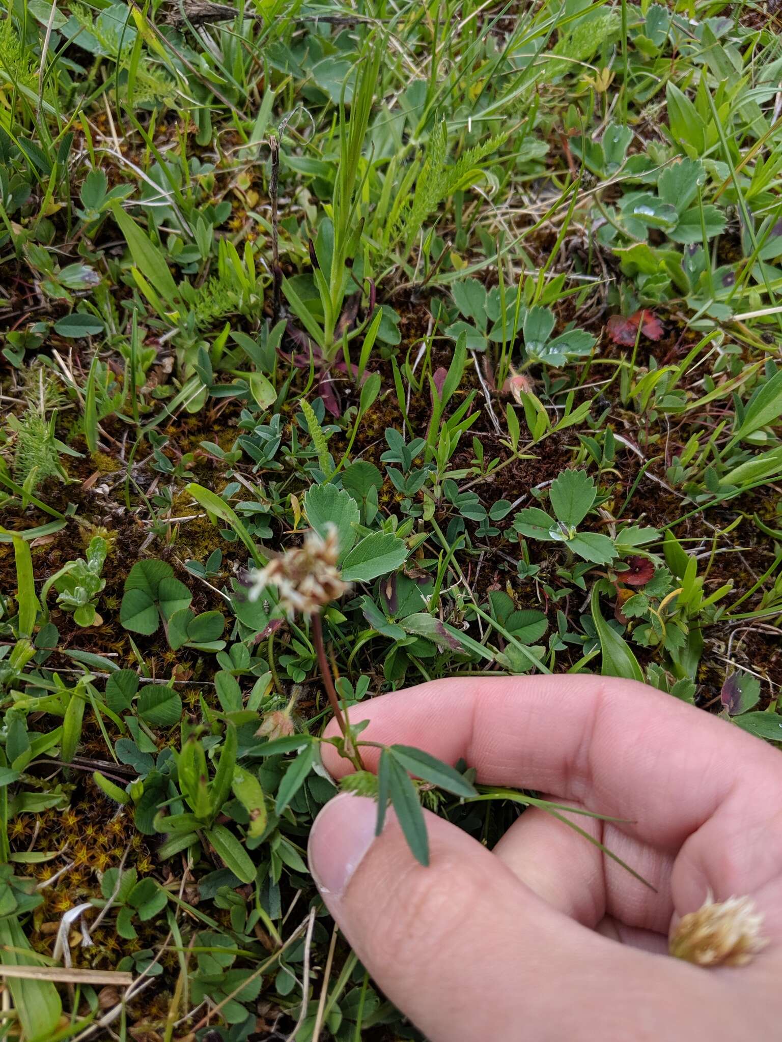 Imagem de Trifolium longipes Torr. & A. Gray