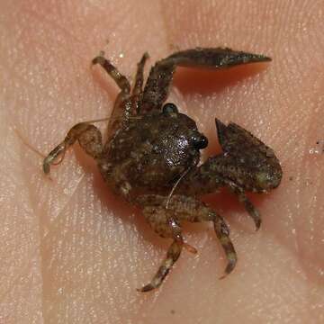 Image of green porcelain crab