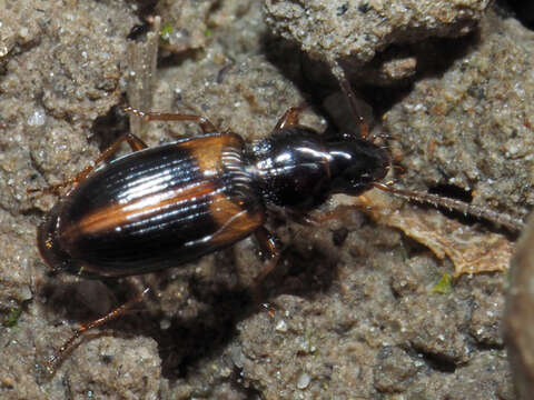 Image of Carabidae