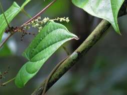 Dioscorea floridana Bartlett的圖片