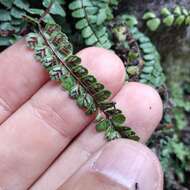 Image of Asplenium castaneum Schltdl. & Cham.