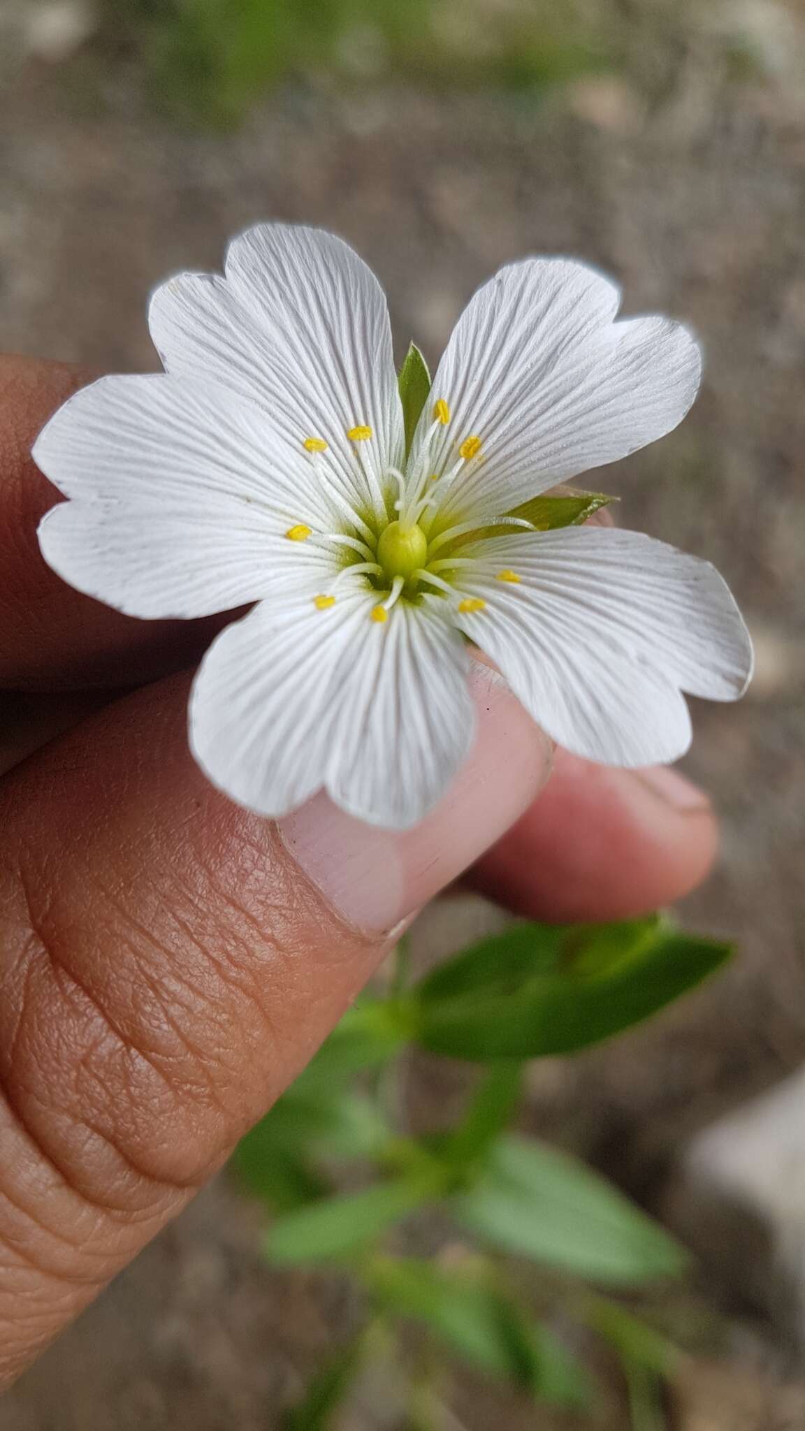 Imagem de Cerastium lithospermifolium Fisch.