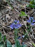 Image of Veronica orsiniana Ten.