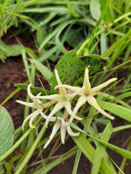 Image of Orthanthera jasminiflora (Decne.) Schinz