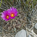 Image of Thelocactus buekii (Klein bis) Britton & Rose