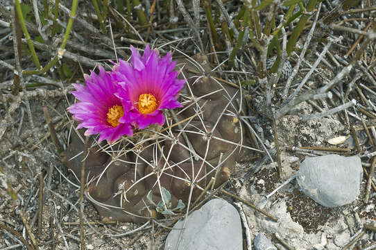 Image of Thelocactus buekii (Klein bis) Britton & Rose