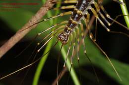 Image of Thereuopoda longicornis (Fabricius 1793)