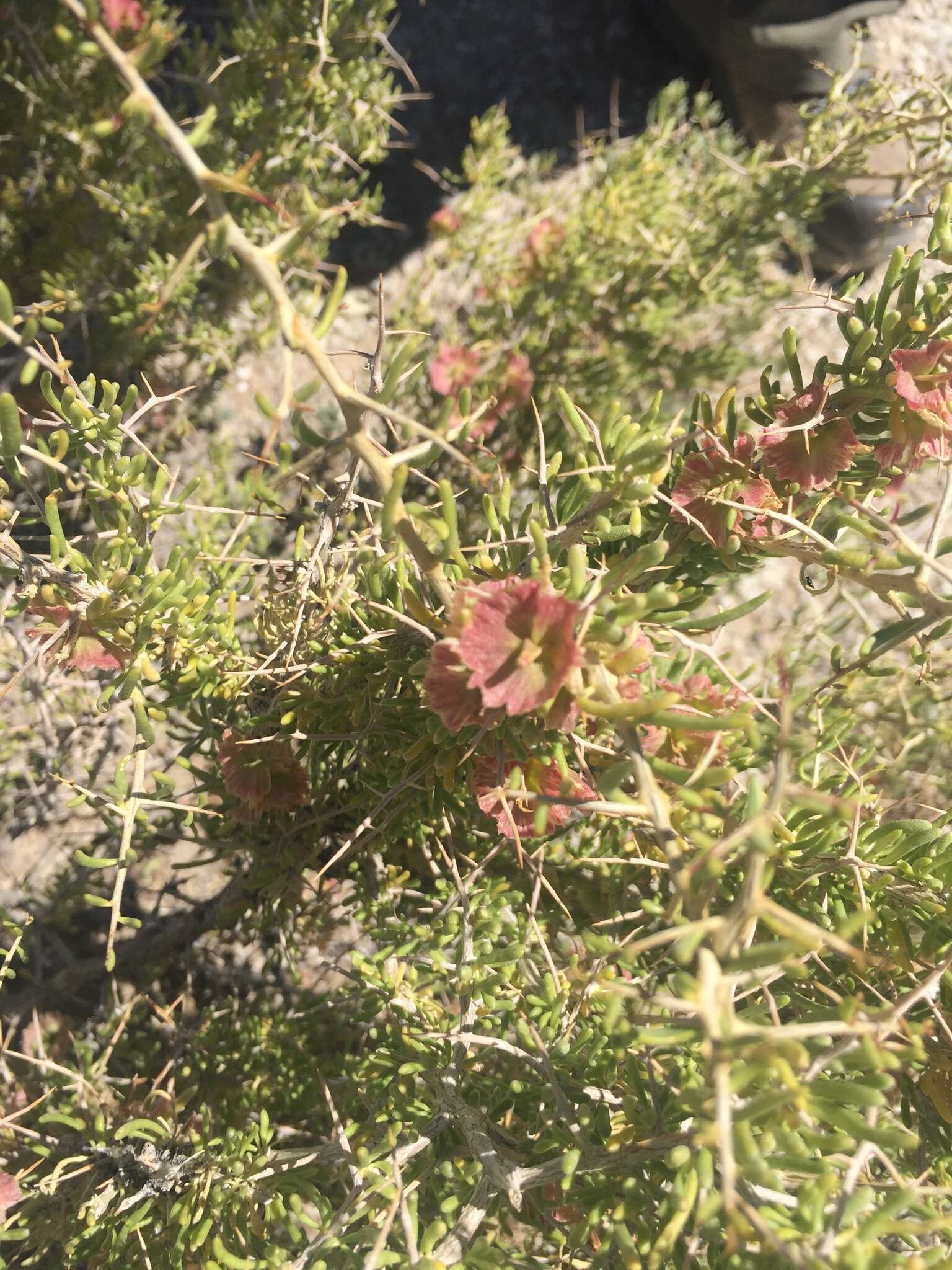 Image of Bailey's greasewood