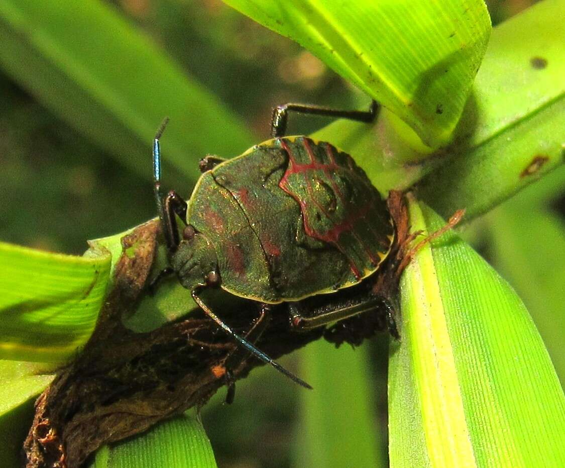 Image of Stink bug