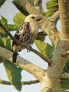 Image of White-headed Barbet