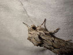 Image of Dark Grey Fishia Moth