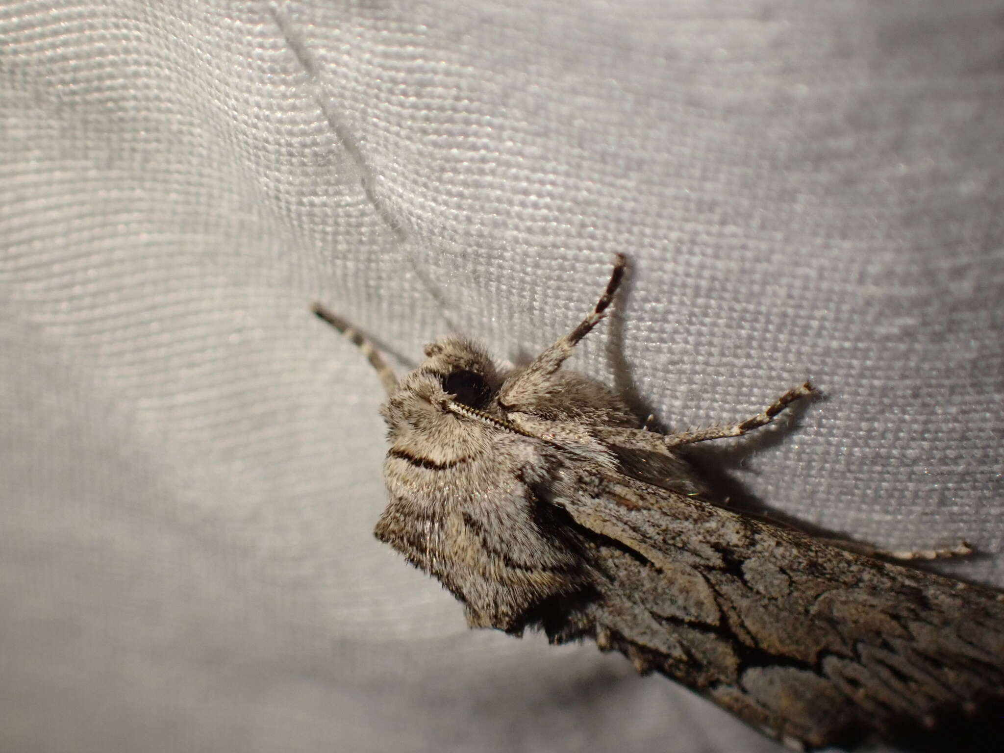 Image of Dark Grey Fishia Moth