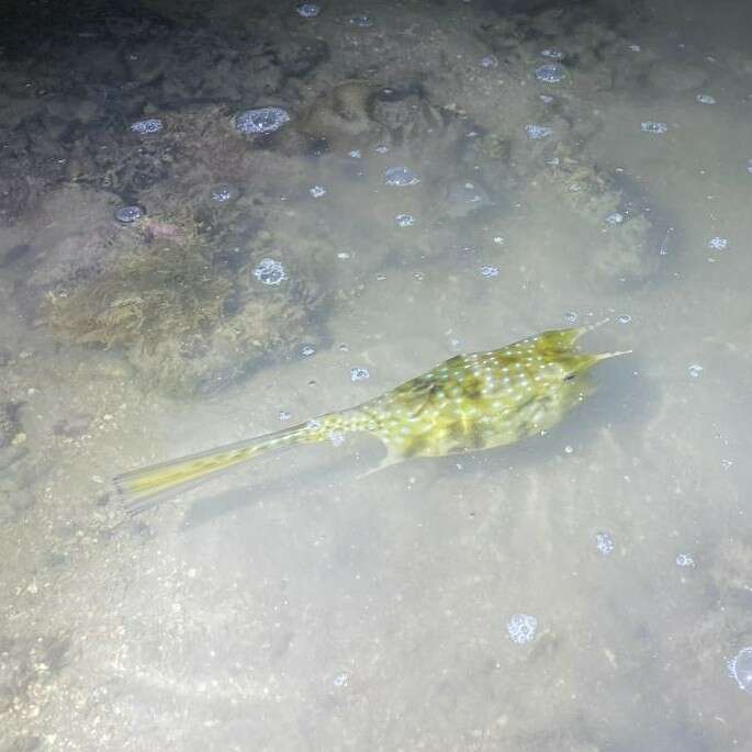 Image of Longhorn cowfish