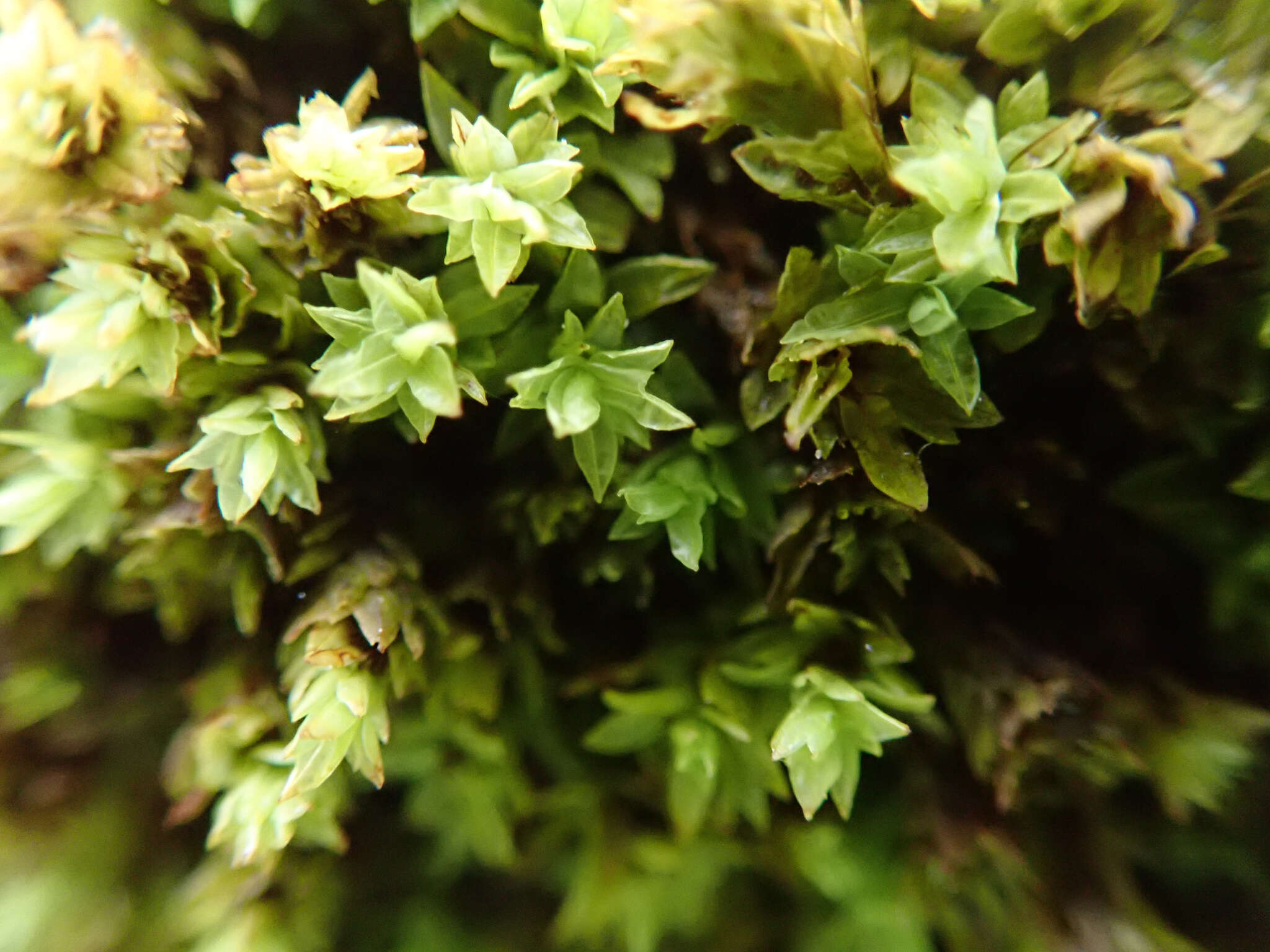 Image of spiral extinguisher-moss